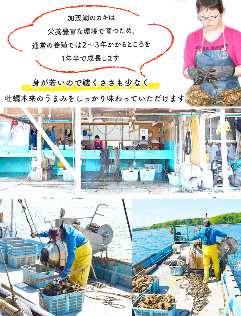 ������������ͳ